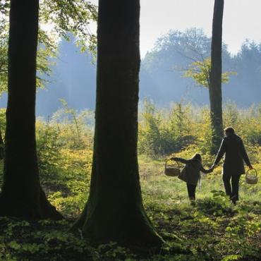 Forêt de Crécy 
