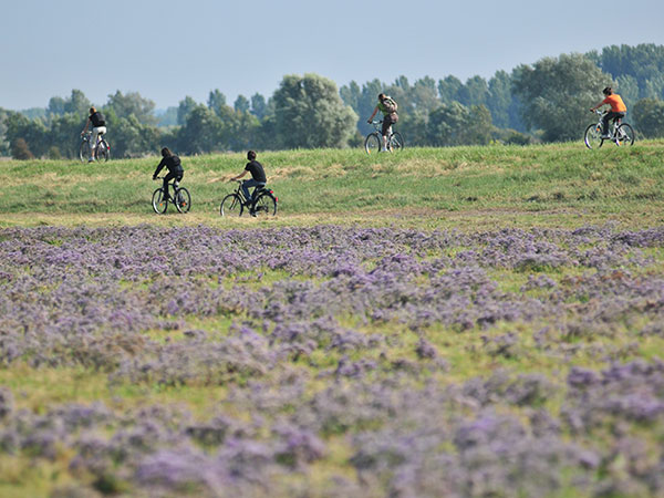 Vélos, lilas de mer, caphornu, Somme Vélos, lilas de mer, caphornu, Somme