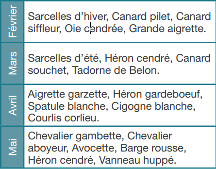 marquenterre-calendrier-des-migrations01.png
