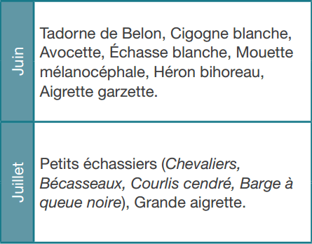 marquenterre-calendrier-des-migrations02.png
