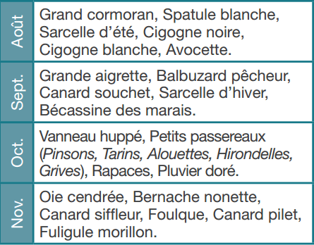marquenterre-calendrier-des-migrations03.png